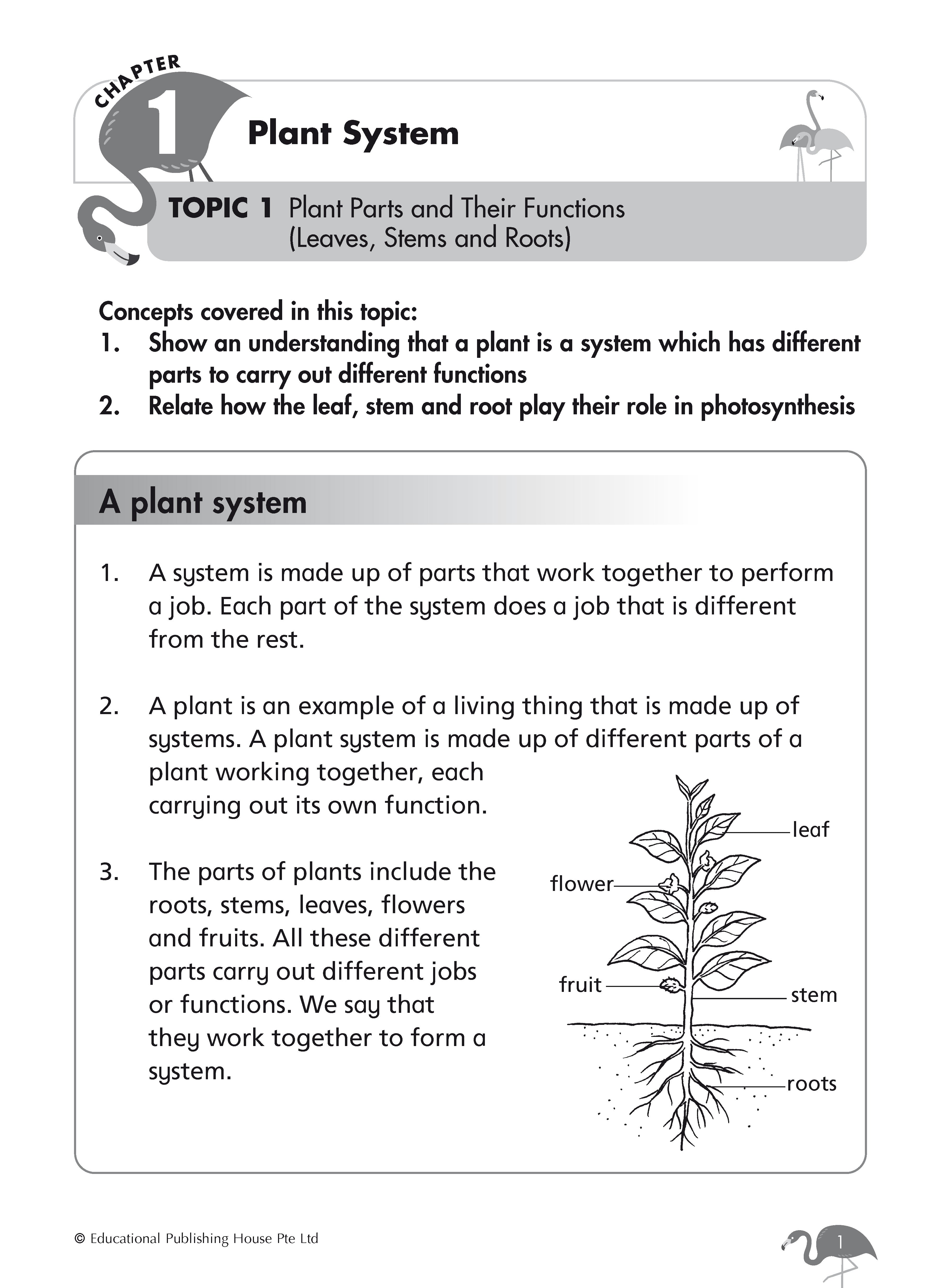 Primary 4 SCIENCE REVISION WORKBOOK