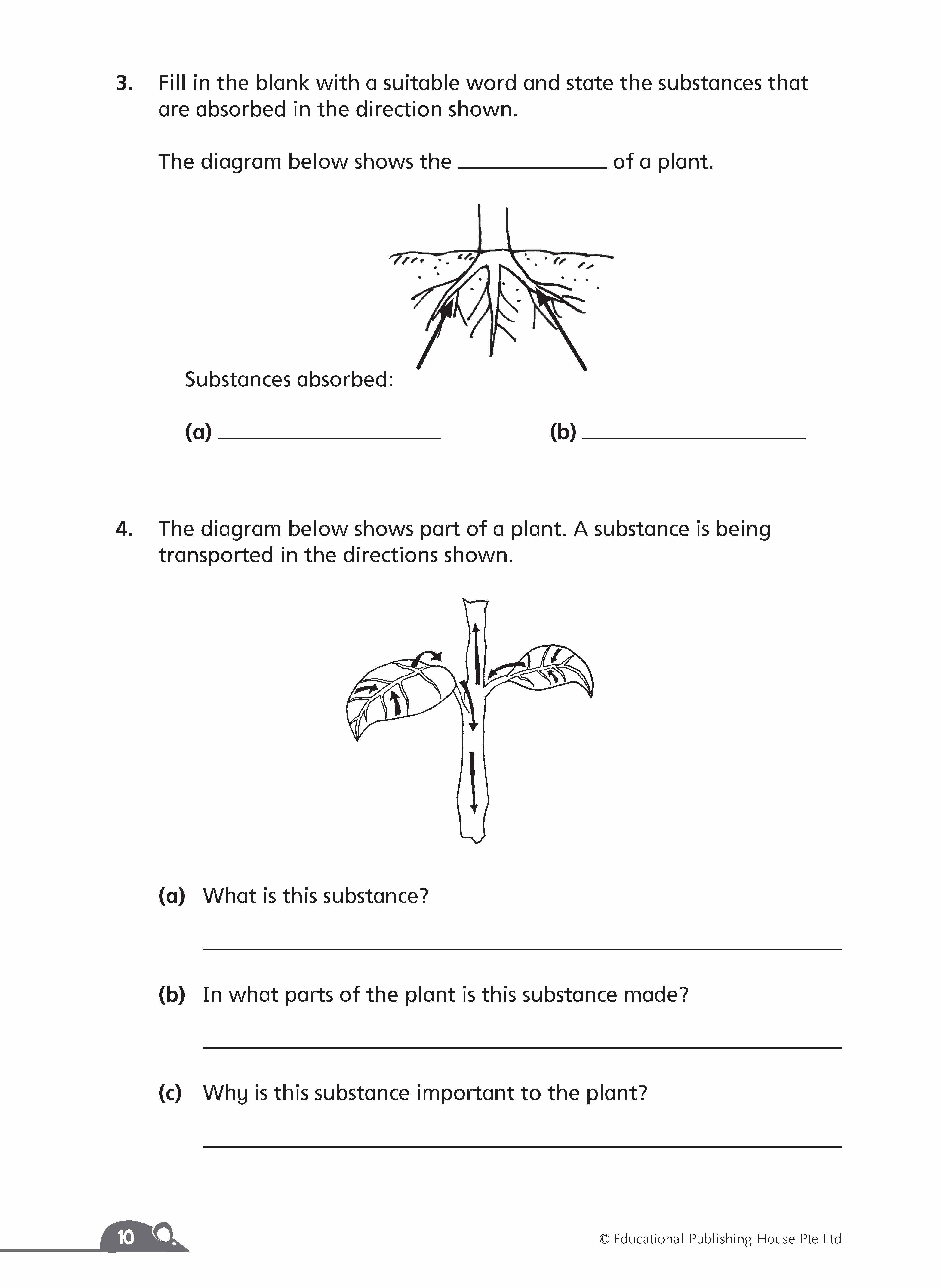 Primary 4 Complete Science Essentials