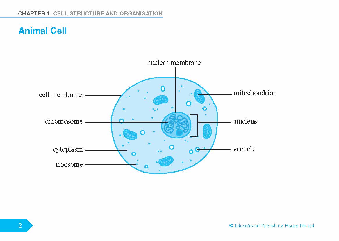 O/N Level (G3/G2) Science Biology Quick Revision Handbook