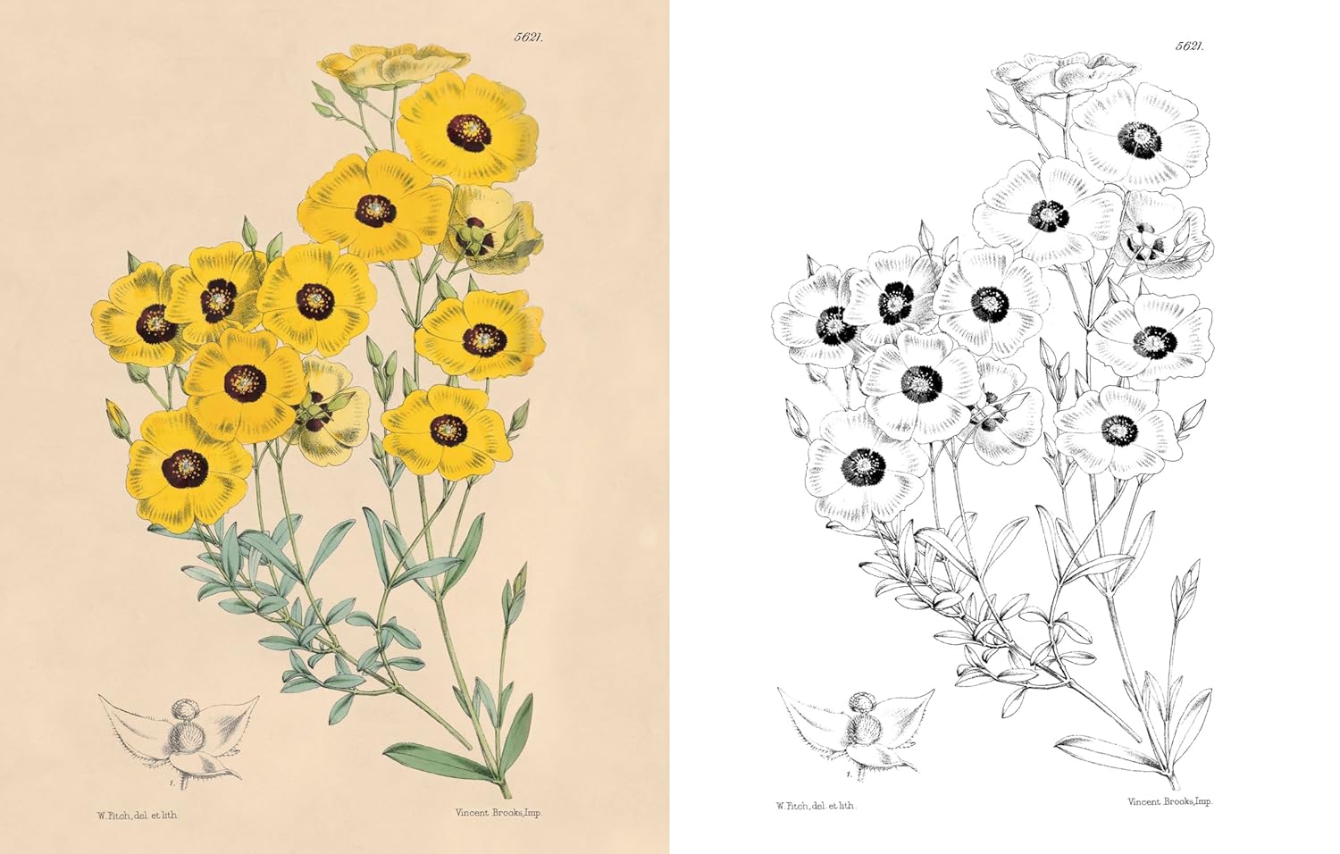 The Kew Gardens Beautiful Flowers Colouring Kit (Paperback)