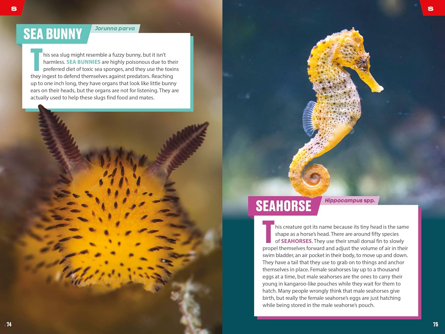 TIME for Kids: Spectacular Sea Creatures: 101 Animals You Need to Know!