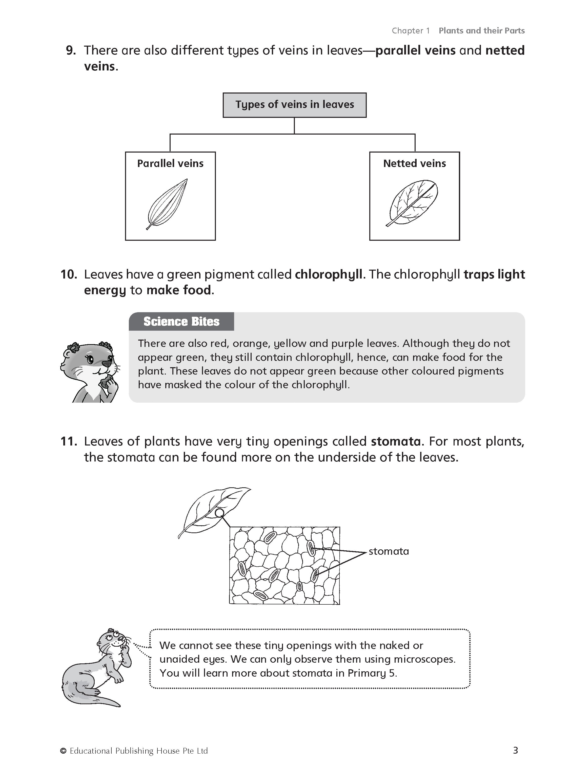 P4 Must Know Science Process Skills & Key Words 