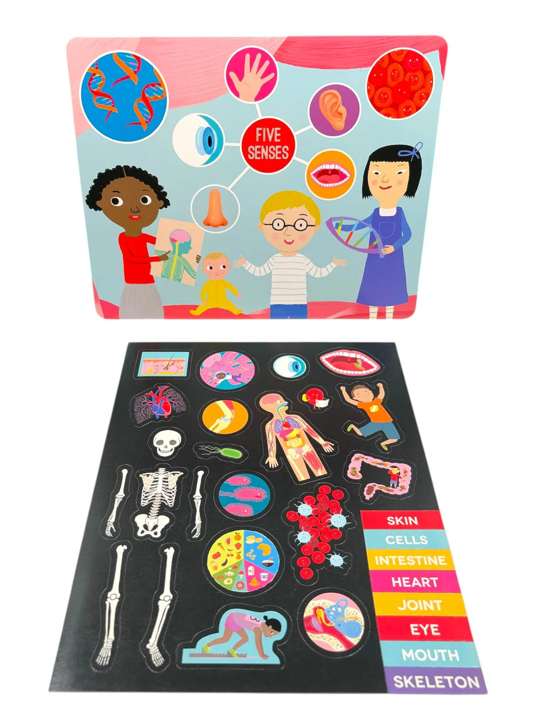 Factivity Magnetic Folder - Human Body - Novelty Book