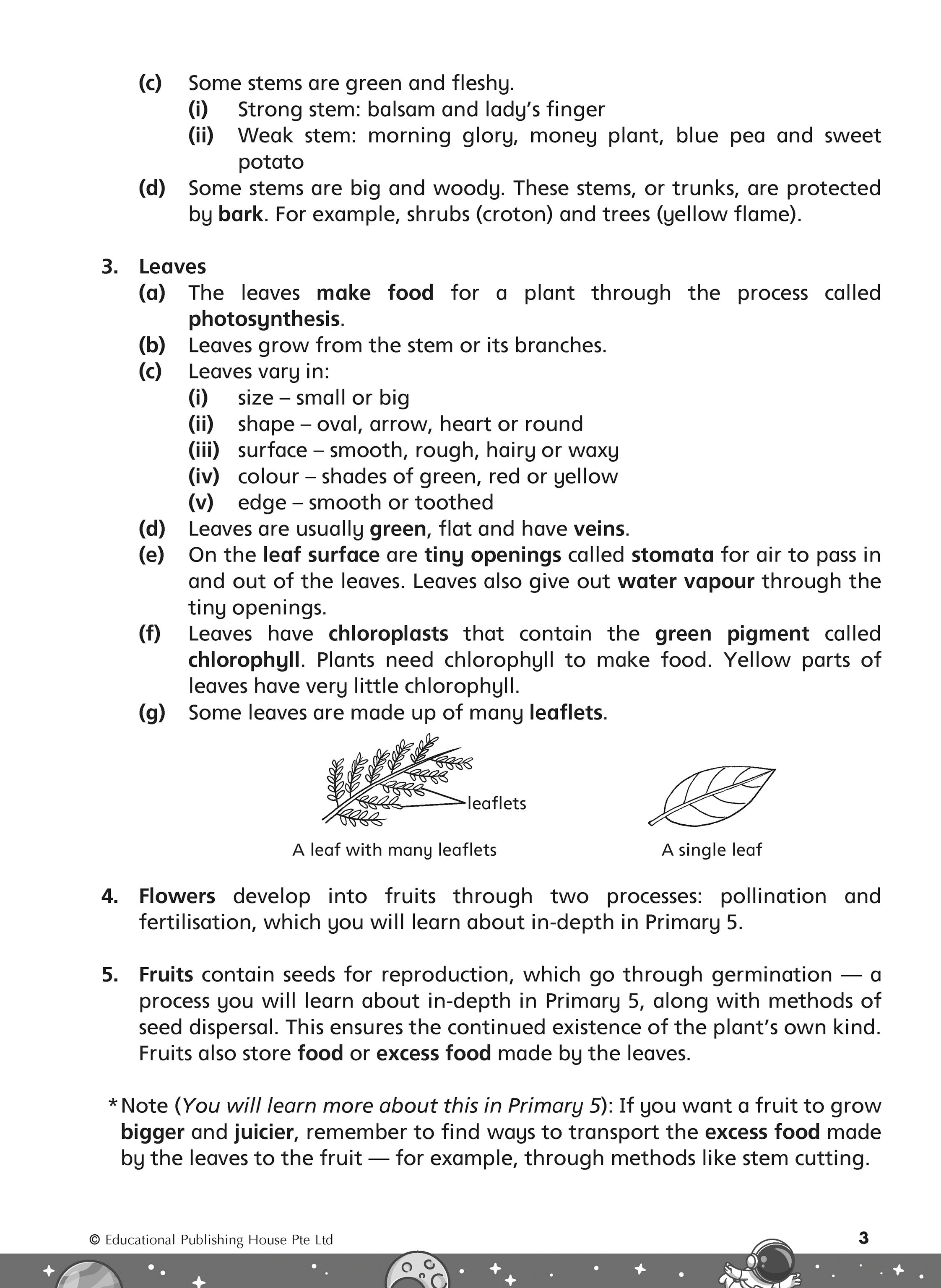 Primary 4 Rise To Excel In Science