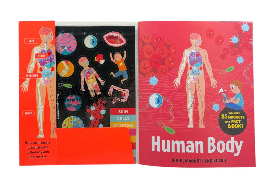 Factivity Magnetic Folder - Human Body - Novelty Book