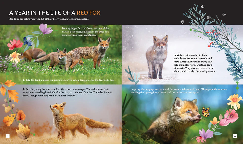 The Fox (Brainy Creatures)