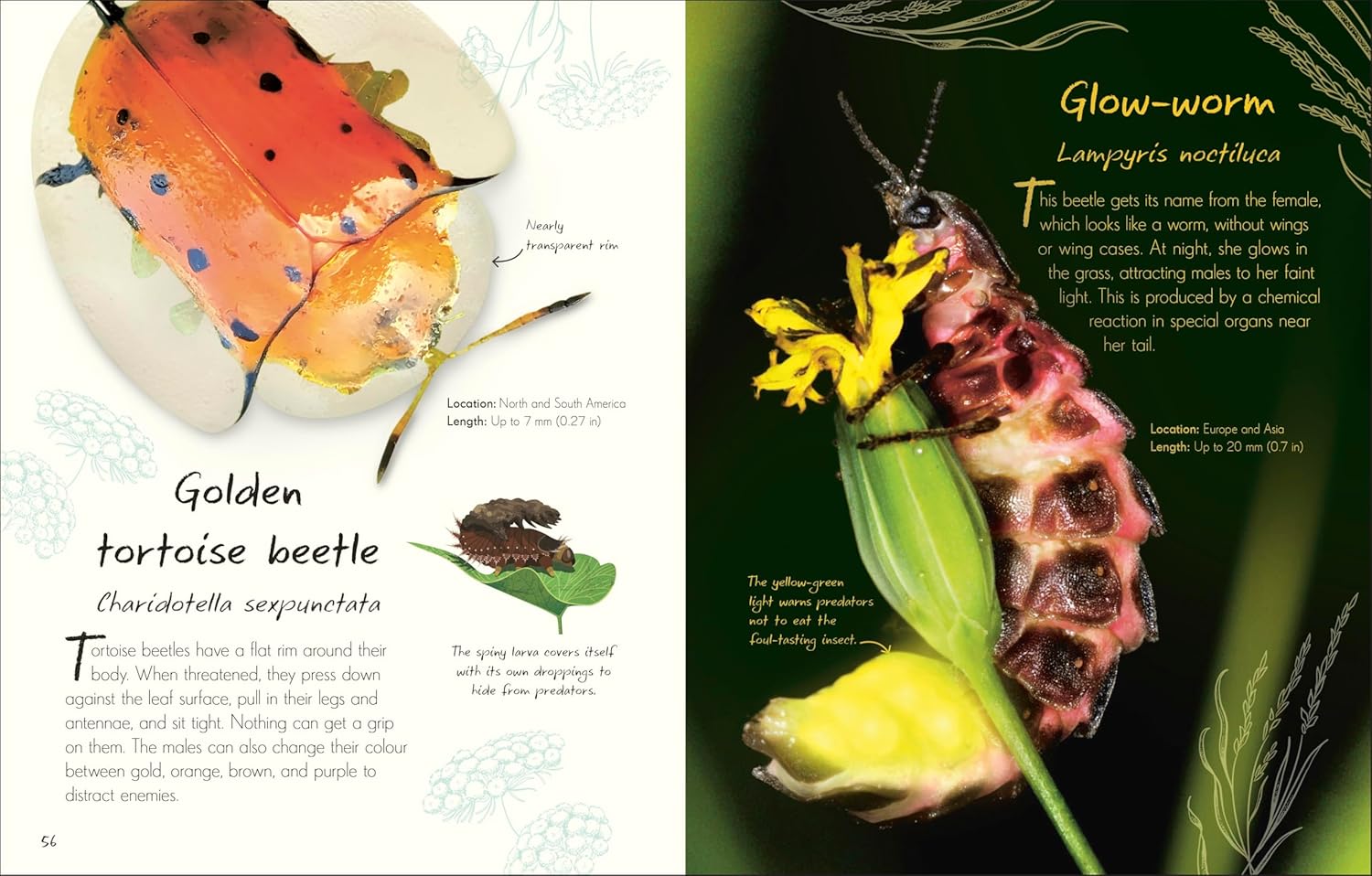 An Anthology of Beetles (Hardcover)