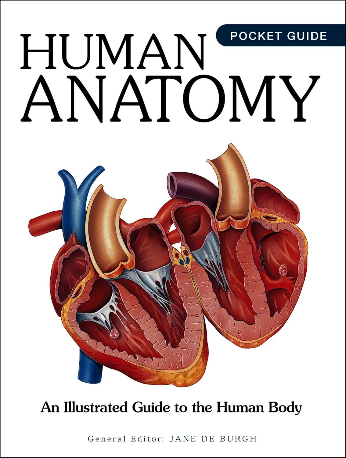 Human Anatomy: Illustrated Guide To The Human Body