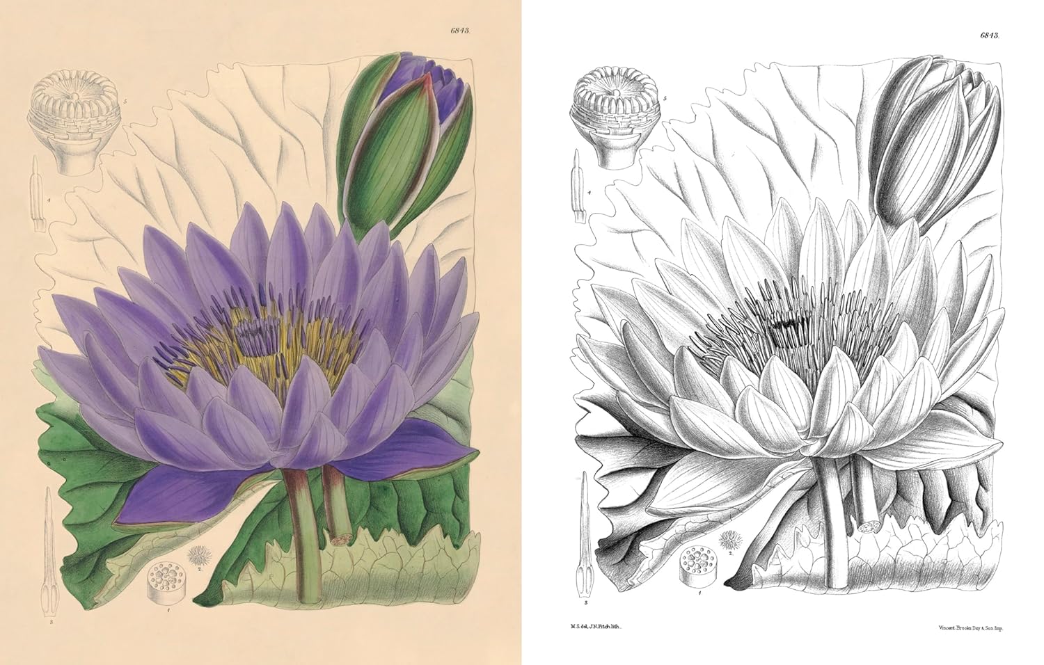 The Kew Gardens Beautiful Flowers Colouring Kit (Paperback)