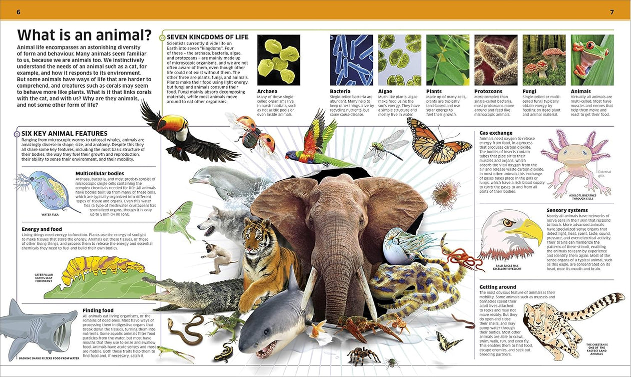 Knowledge Encyclopedia Animal (Hardcover)