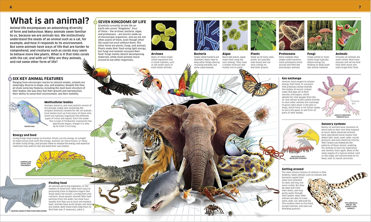 Knowledge Encyclopedia Animal (Hardcover)