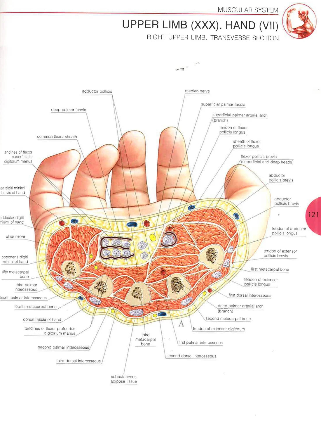 Atlas Of Human Anatomy (Paperback)