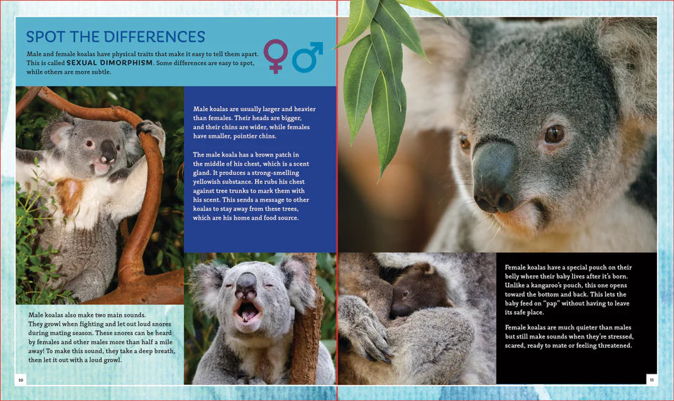 The Koala (Brainy Creatures)