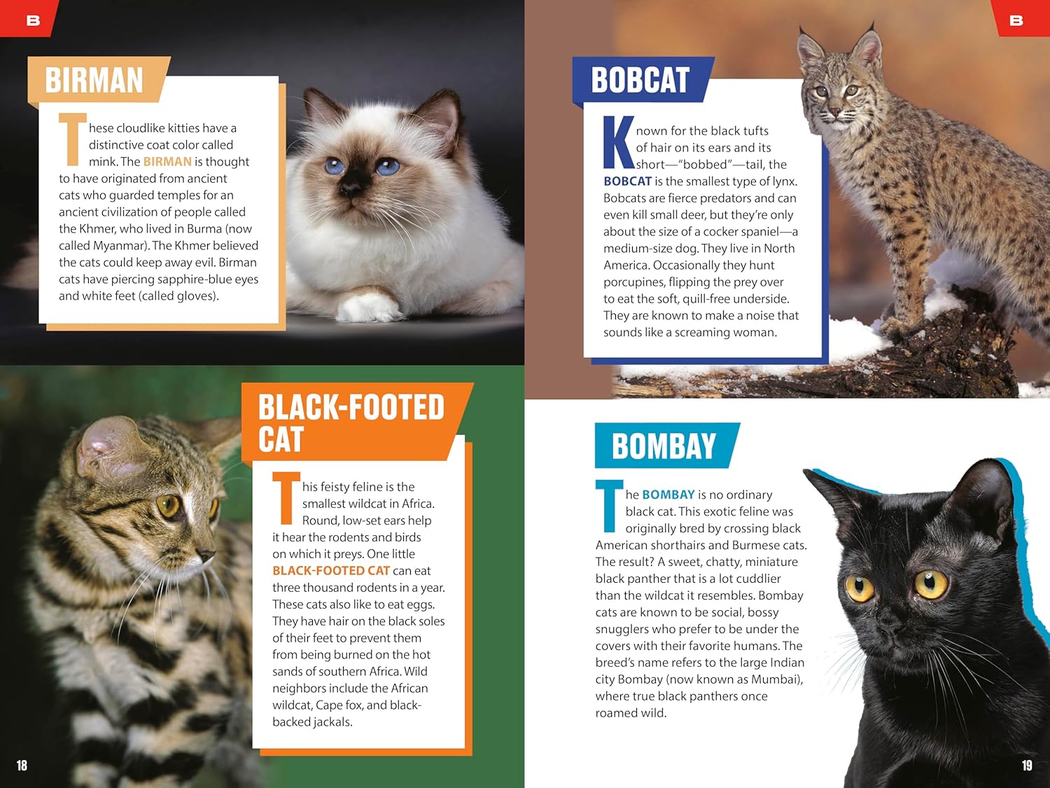TIME for Kids: Big Cats, Small Cats: 101 Cats You Need to Know!