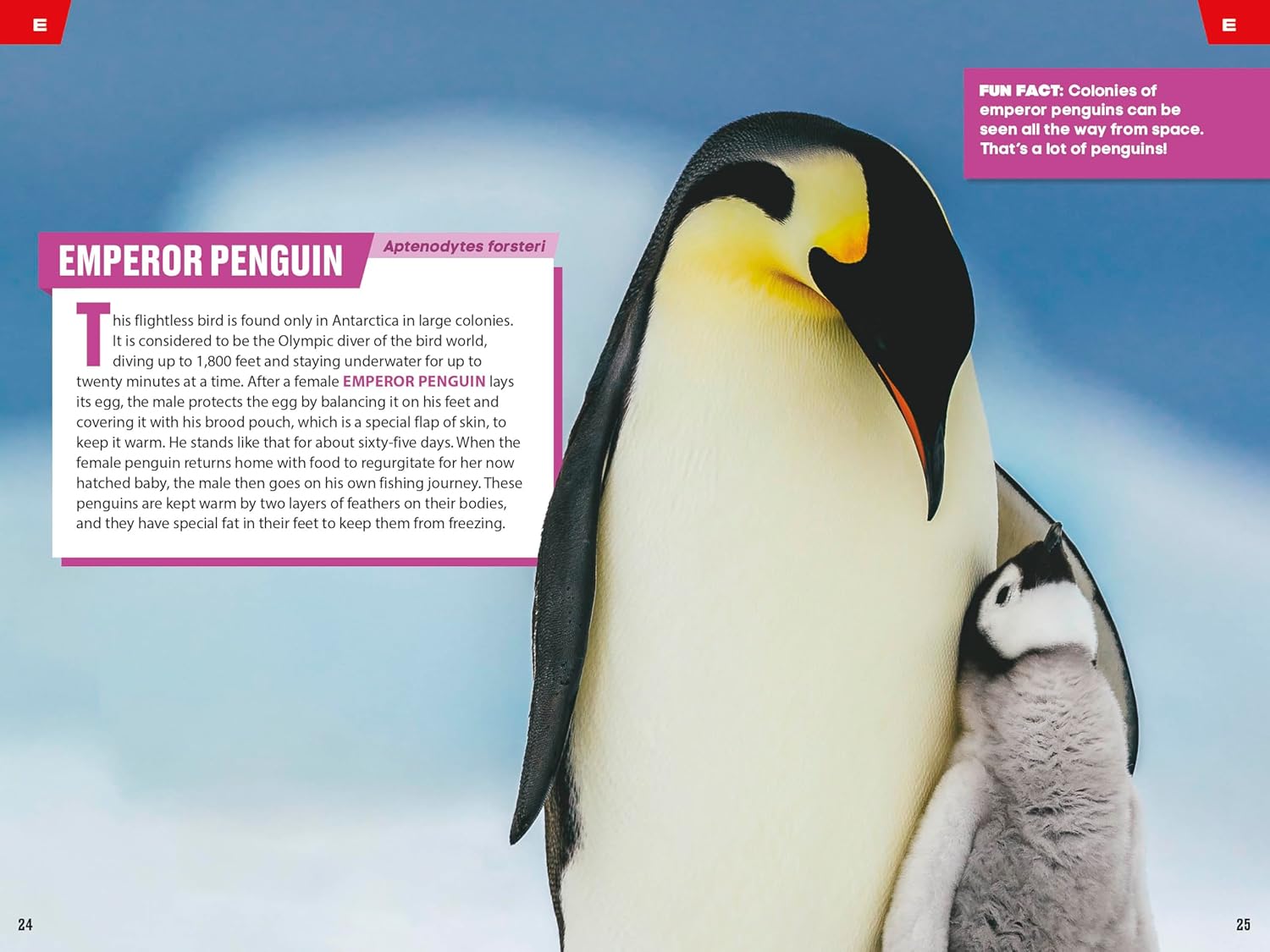 TIME for Kids: Spectacular Sea Creatures: 101 Animals You Need to Know!