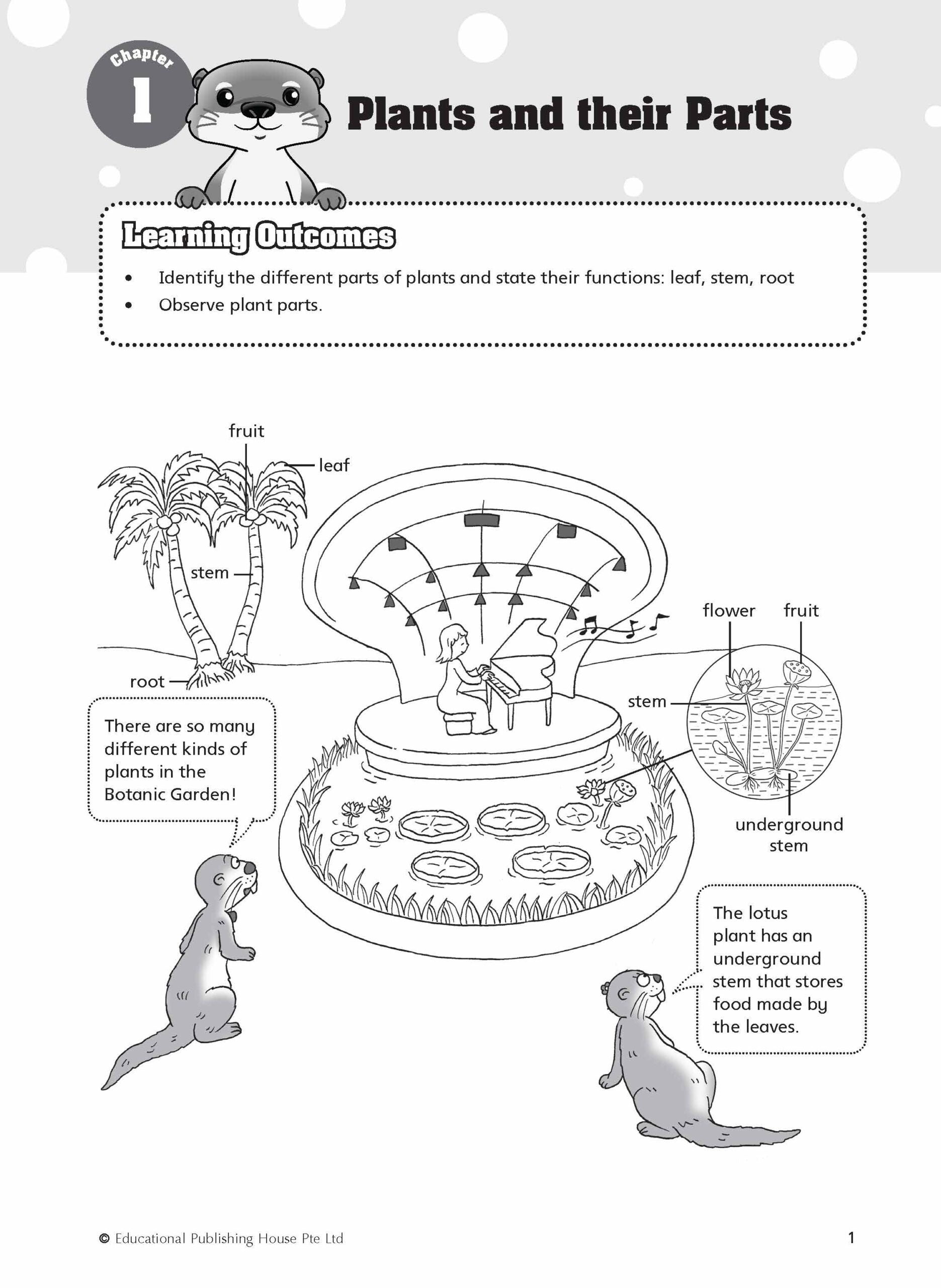 Primary 4 Must Know Science Process Skills & Key Words (2nd Edition)
