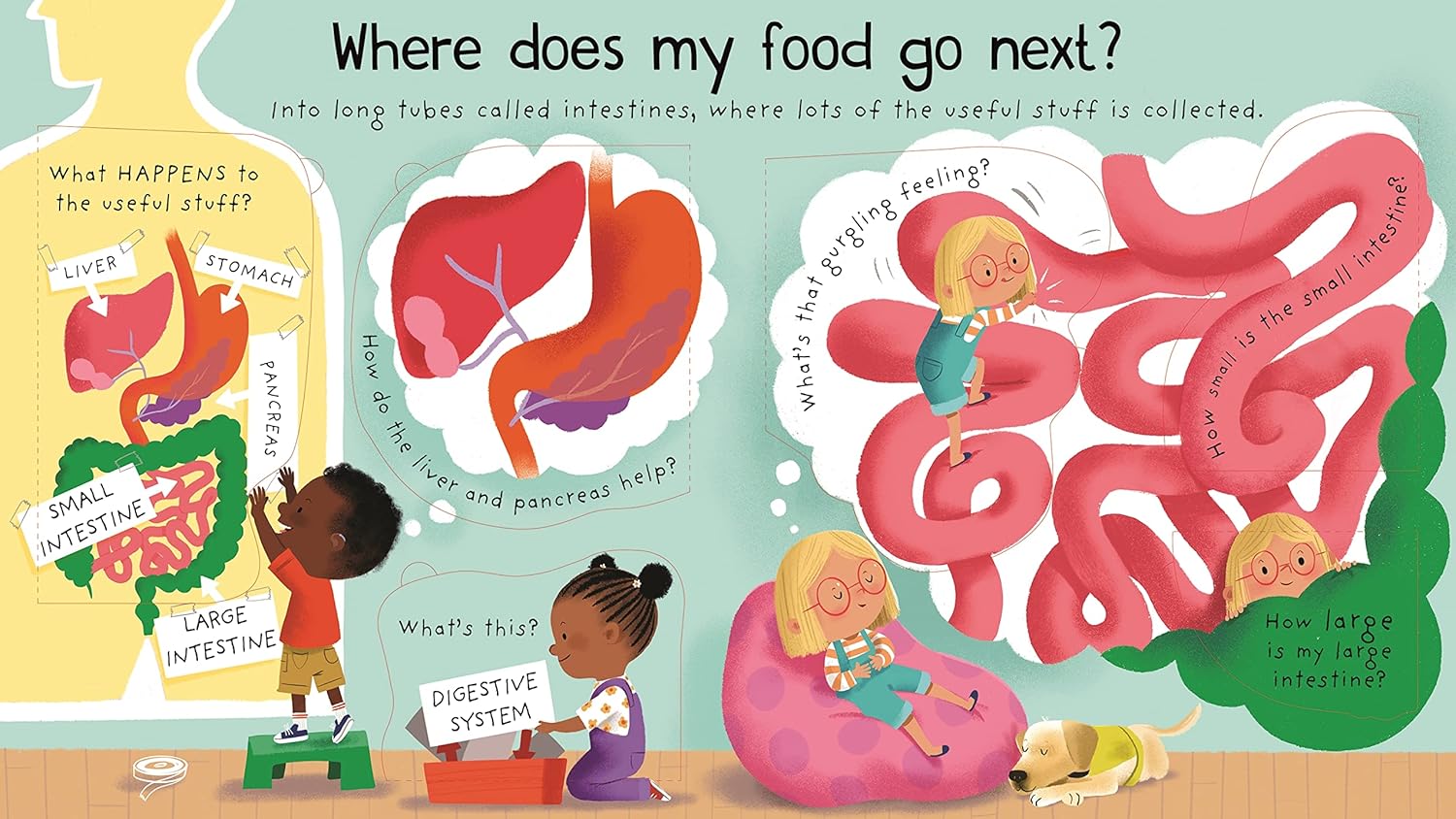 First Questions and Answers: Where does my food go? (Board Book)