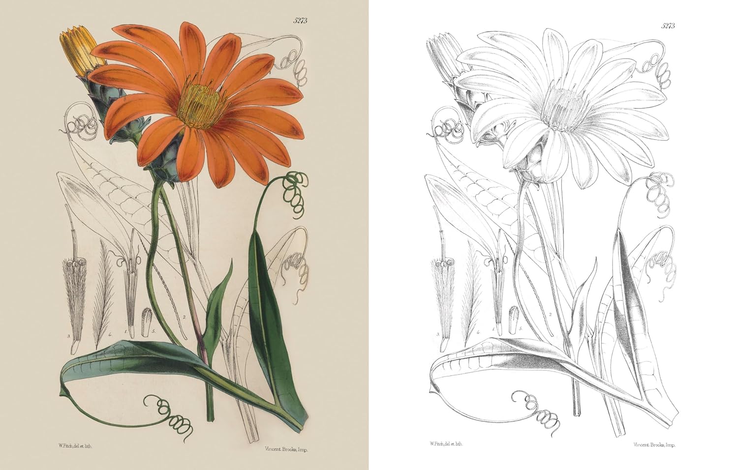 The Kew Gardens Beautiful Flowers Colouring Kit (Paperback)