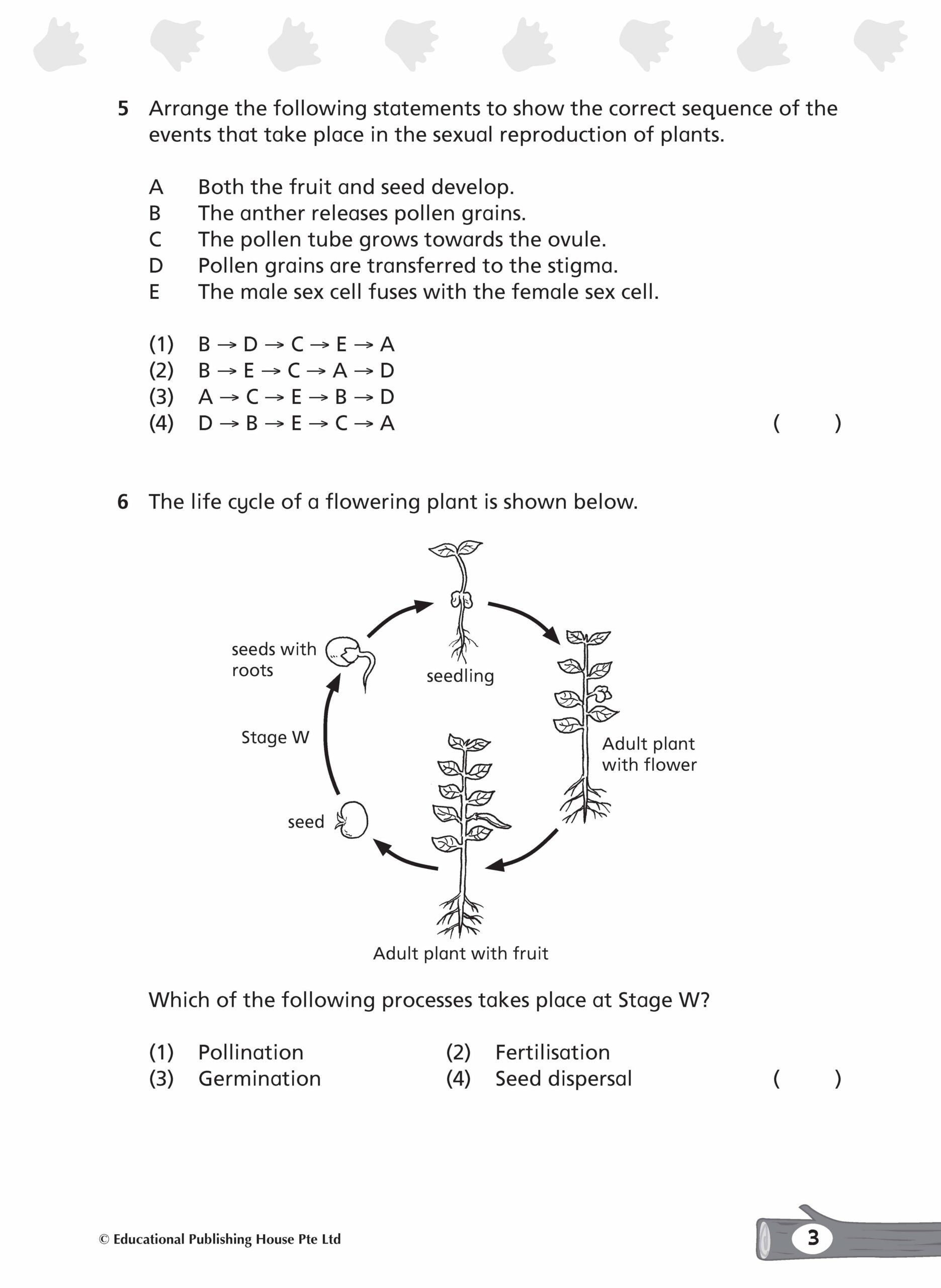 Primary 5/6 Complete Science Topical Tests Qr