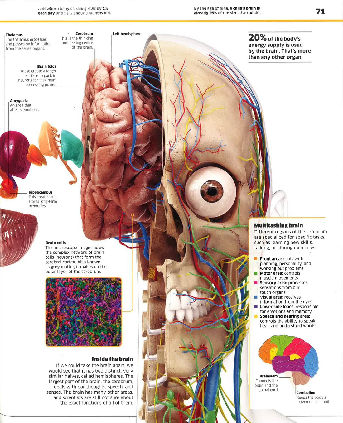 Knowledge Encyclopedia Human Body! (Hardcover)