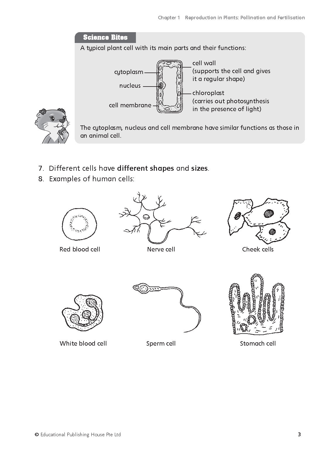Primary 5 Must Know Science Process Skills & Key Words 
