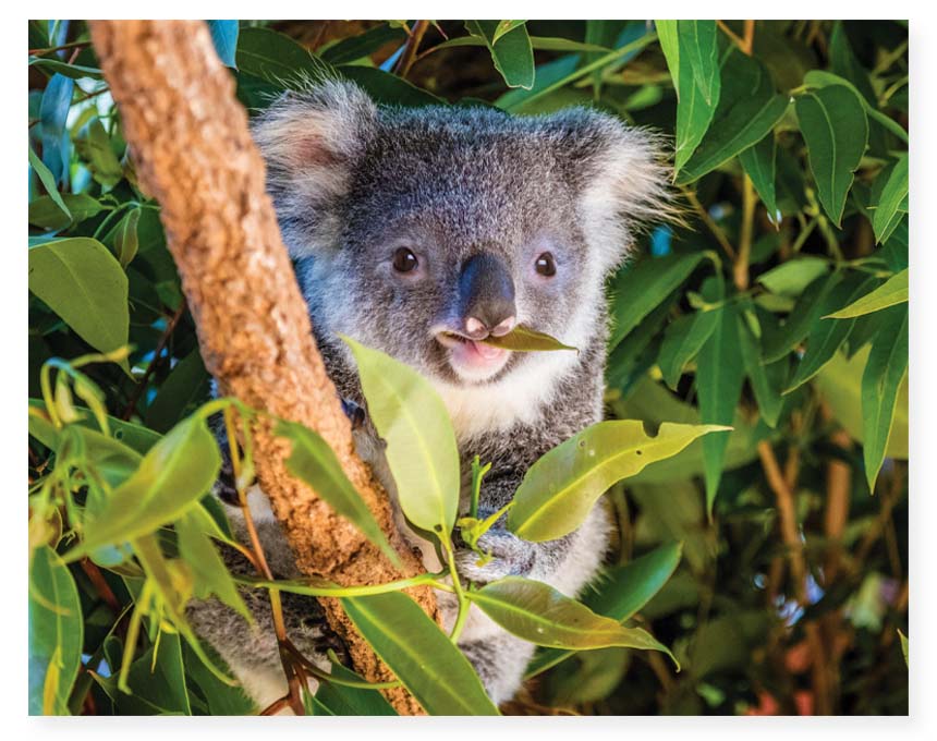 HINKLER MINDBOGGLERS 1000 PIECE JIGSAW PUZZLE KOALA AUSTRALIA