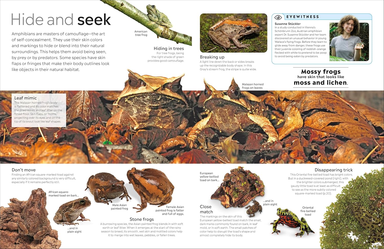 Eyewitness Amphibian (Paperback)