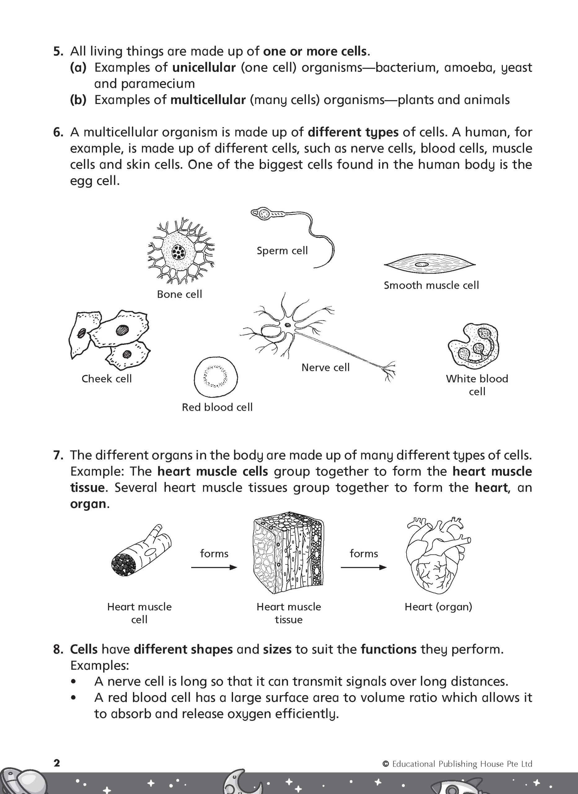 Primary 5 Rise To Excel In Science