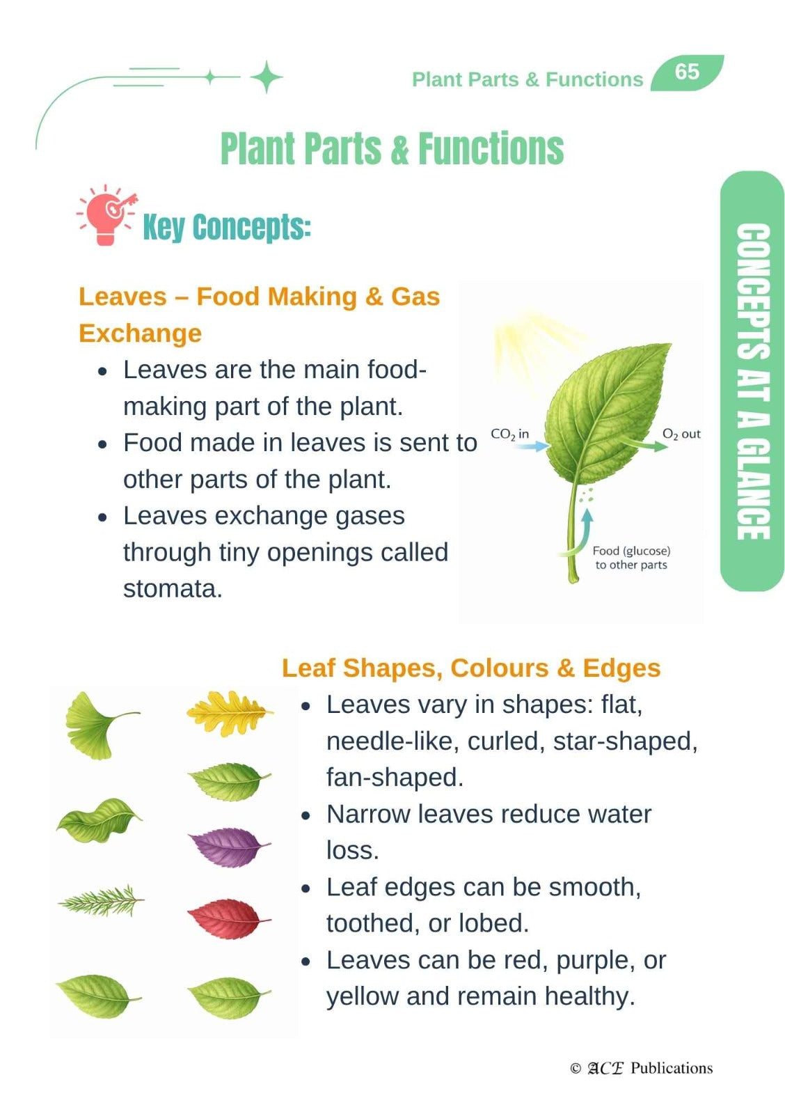 Primary 4 Life Science – Get Your Concepts Right