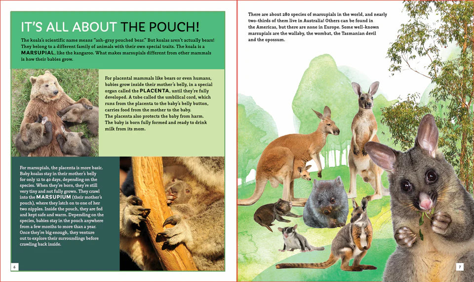The Koala (Brainy Creatures)