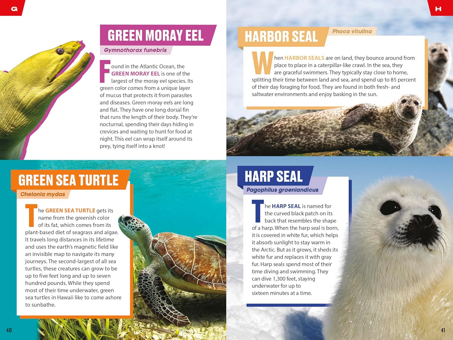 TIME for Kids: Spectacular Sea Creatures: 101 Animals You Need to Know!