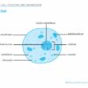 O/N Level (G3/G2) Science Biology Quick Revision Handbook 