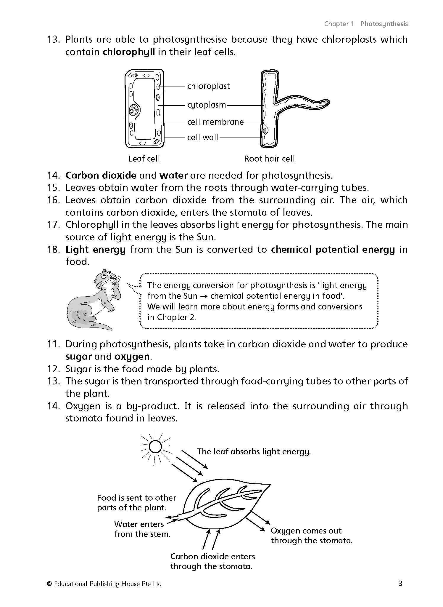 P6 Must Know Science Process Skills & Key Words