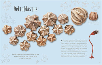 Dinosaurs and Other Prehistoric Life (Hardcover)