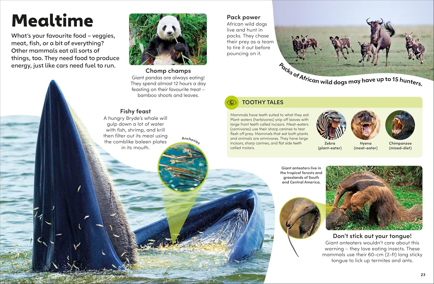 Eyewonder Mammals (Hardcover)