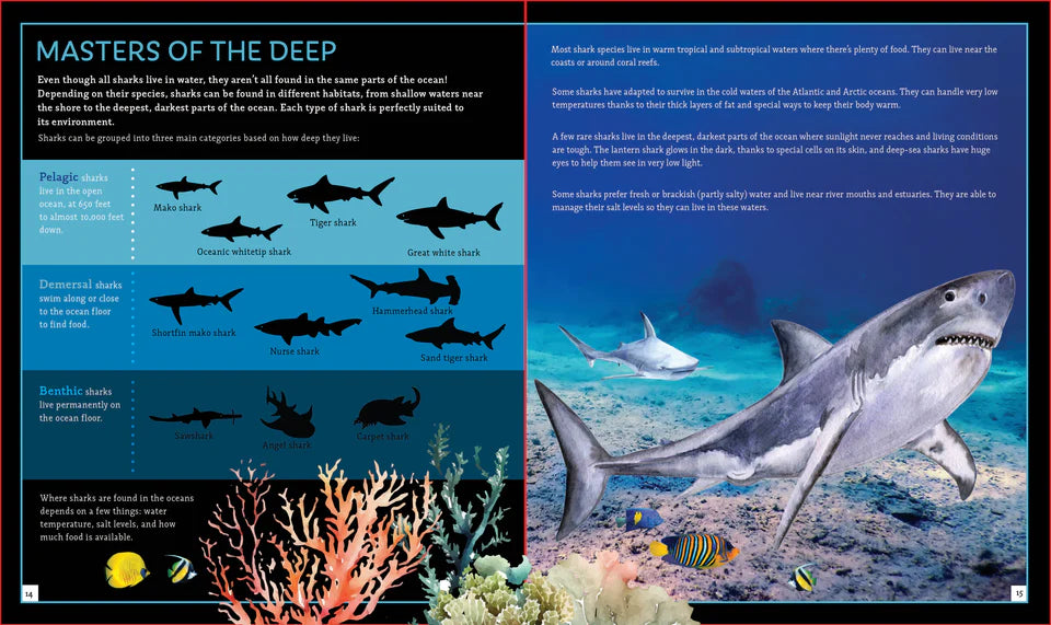 Sharks (Brainy Creatures)