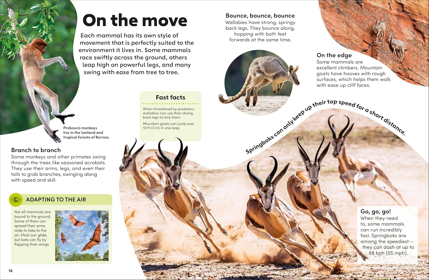 Eyewonder Mammals (Hardcover)