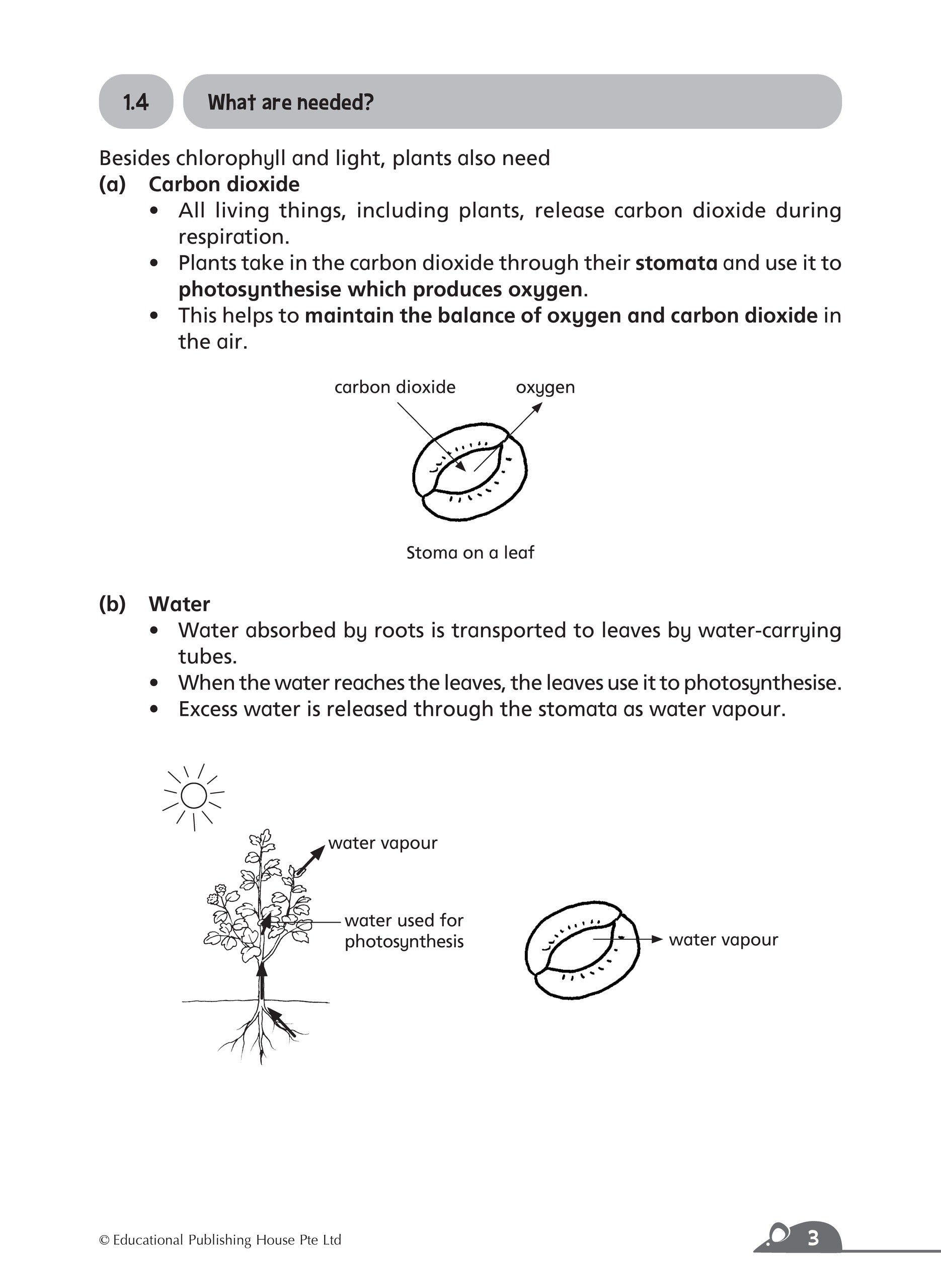 P6 Complete Science Essentials 