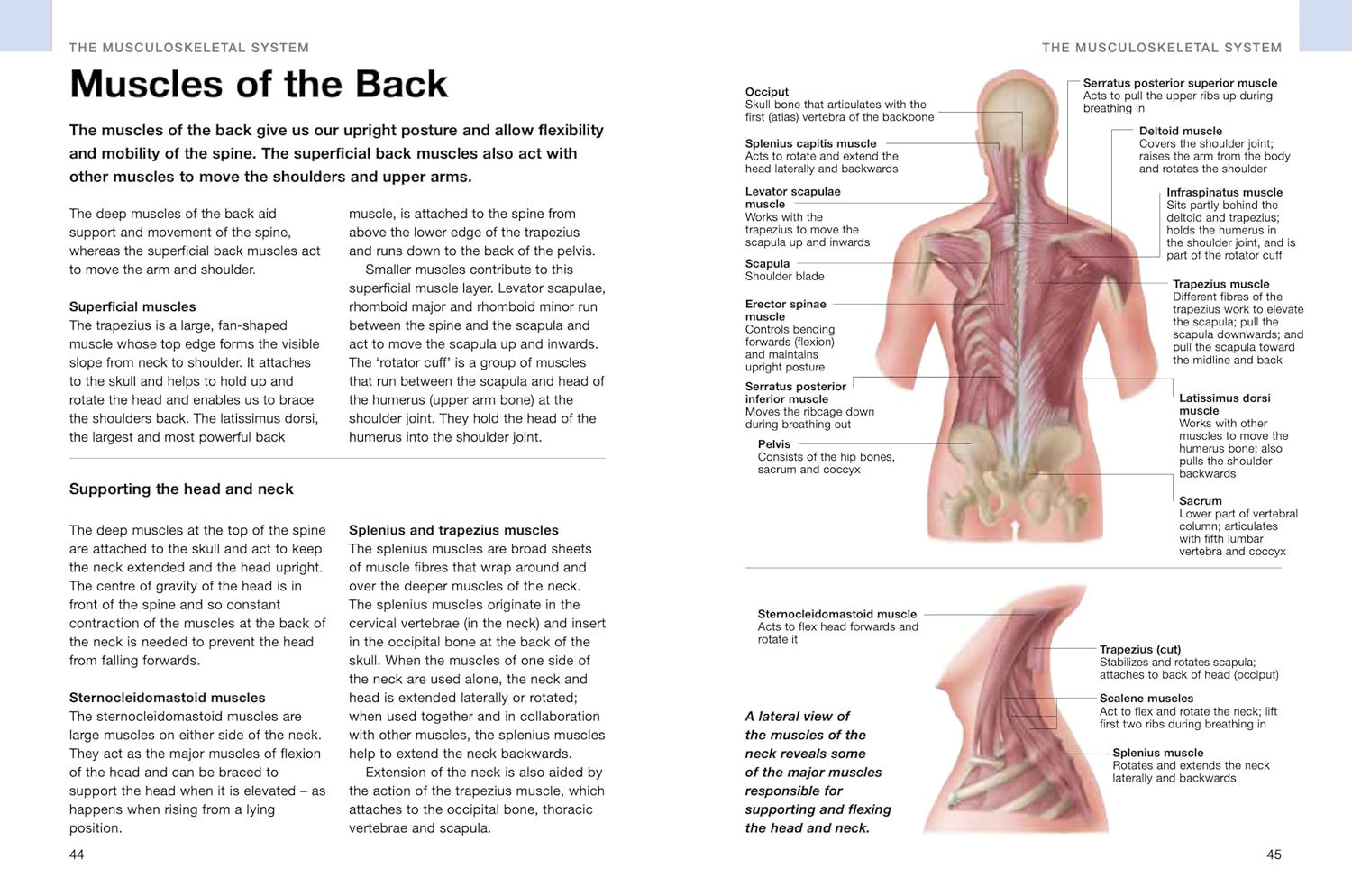 Human Anatomy: Illustrated Guide To The Human Body