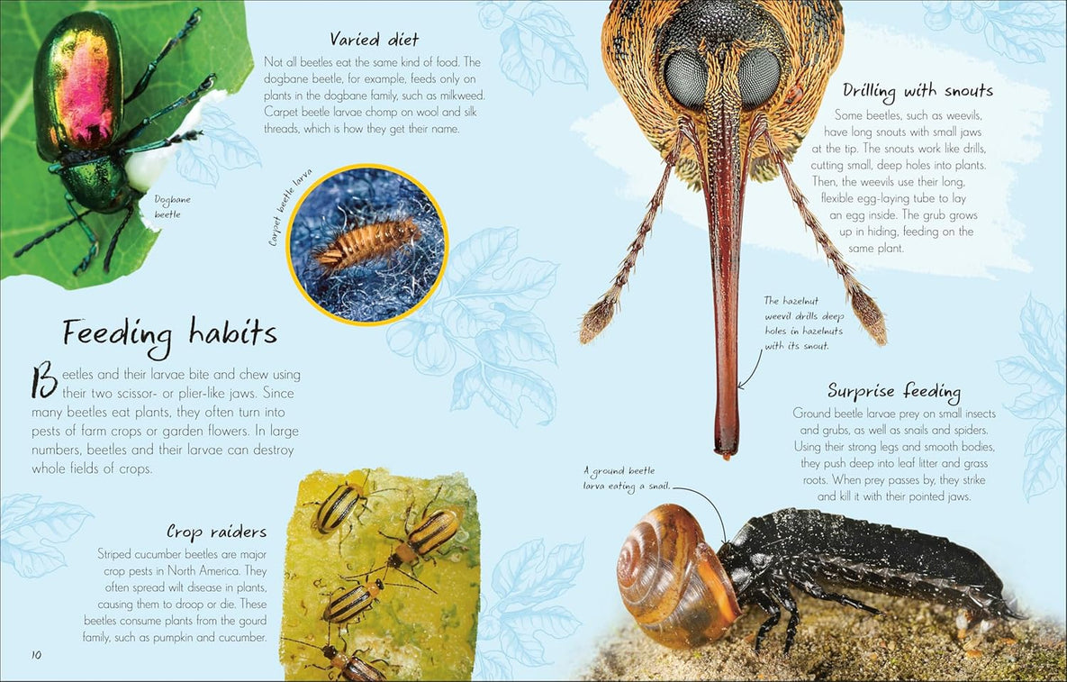 An Anthology of Beetles (Hardcover)