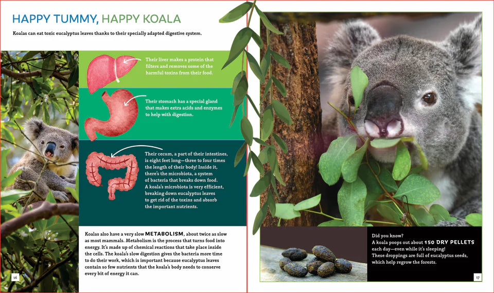 The Koala (Brainy Creatures)