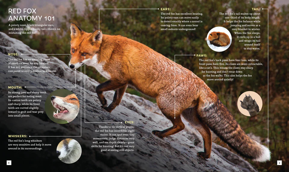 The Fox (Brainy Creatures)