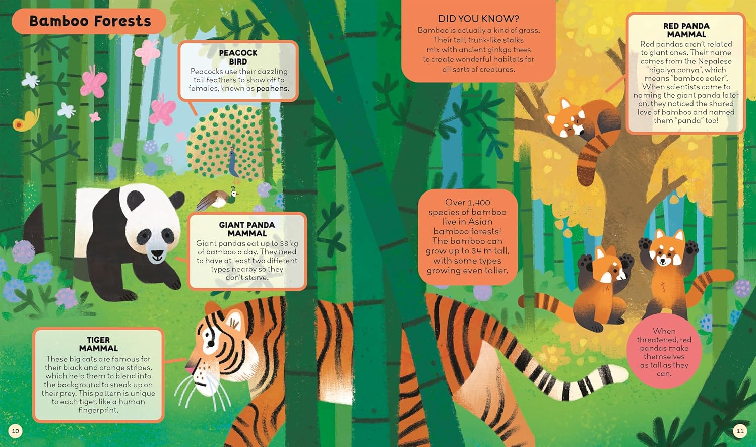 Animals (Fact-Filled Guidebook to the Animal Kingdom)