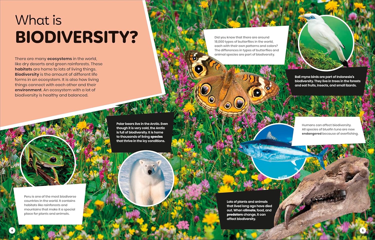 DK Super Planet Beautiful Biodiversity (Paperback)