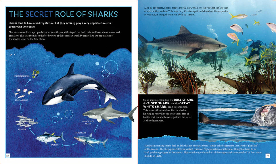 Sharks (Brainy Creatures)