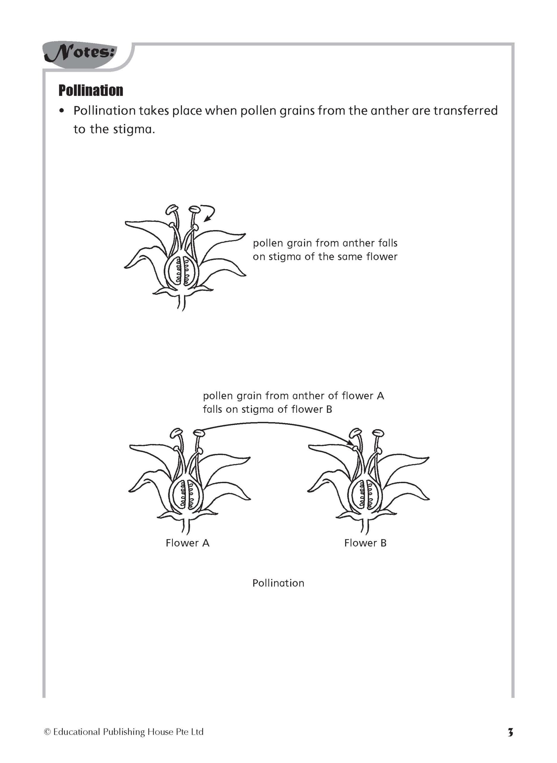 Primary 5/6 Foundation Science Topical Practice Workbook