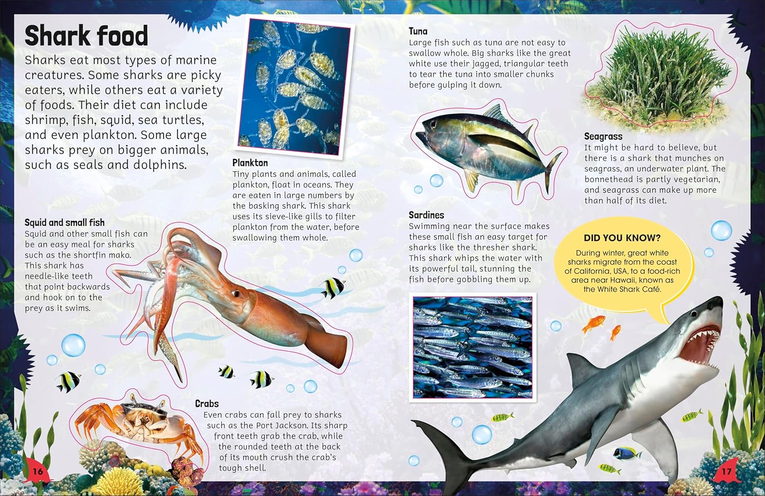 Sharks (Sticker Encyclopedia)