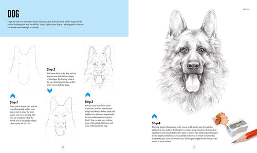 How To Draw Animals (Adult Wallet) Paperback