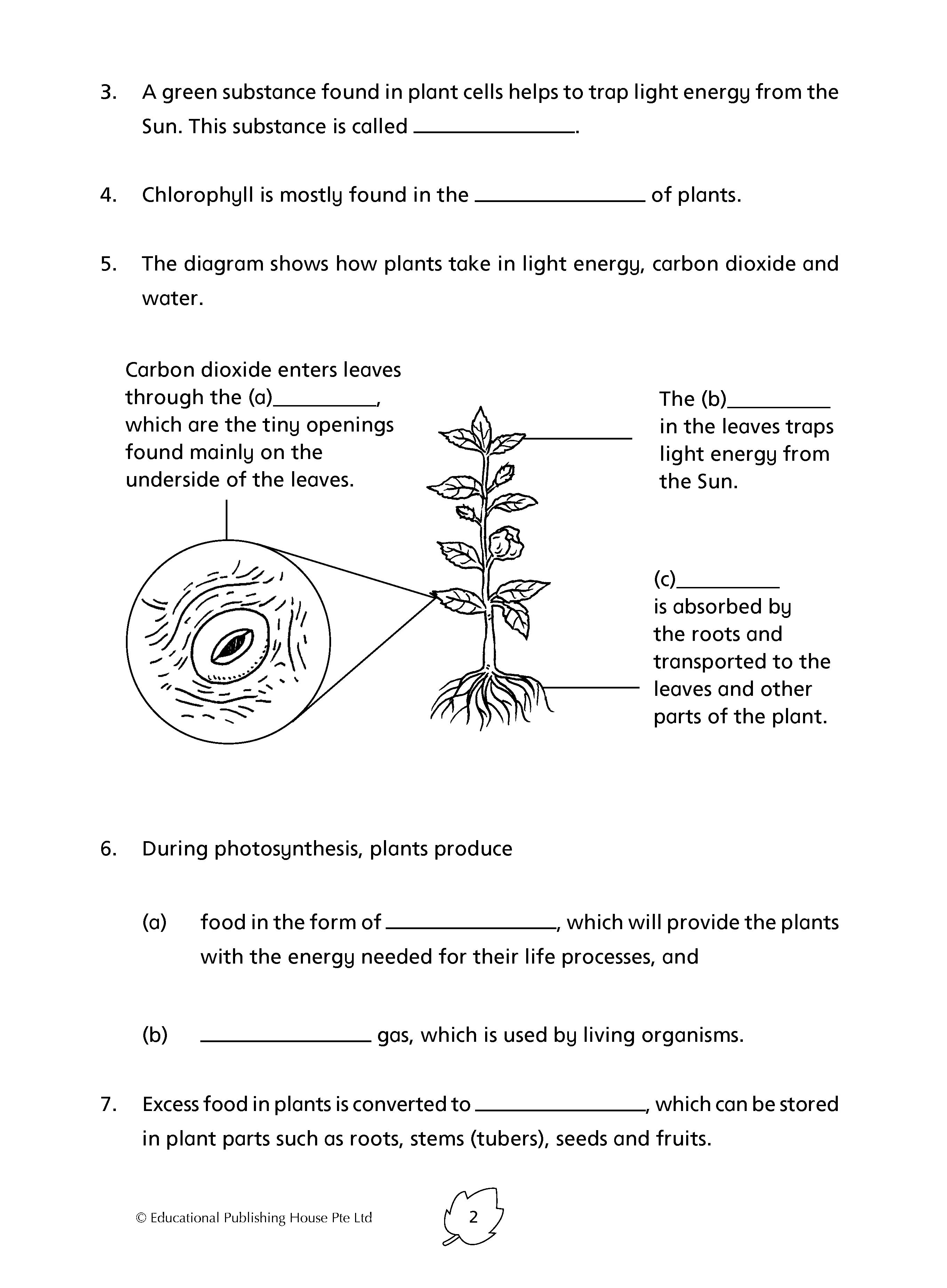 P6 Science Practice 1000+ 