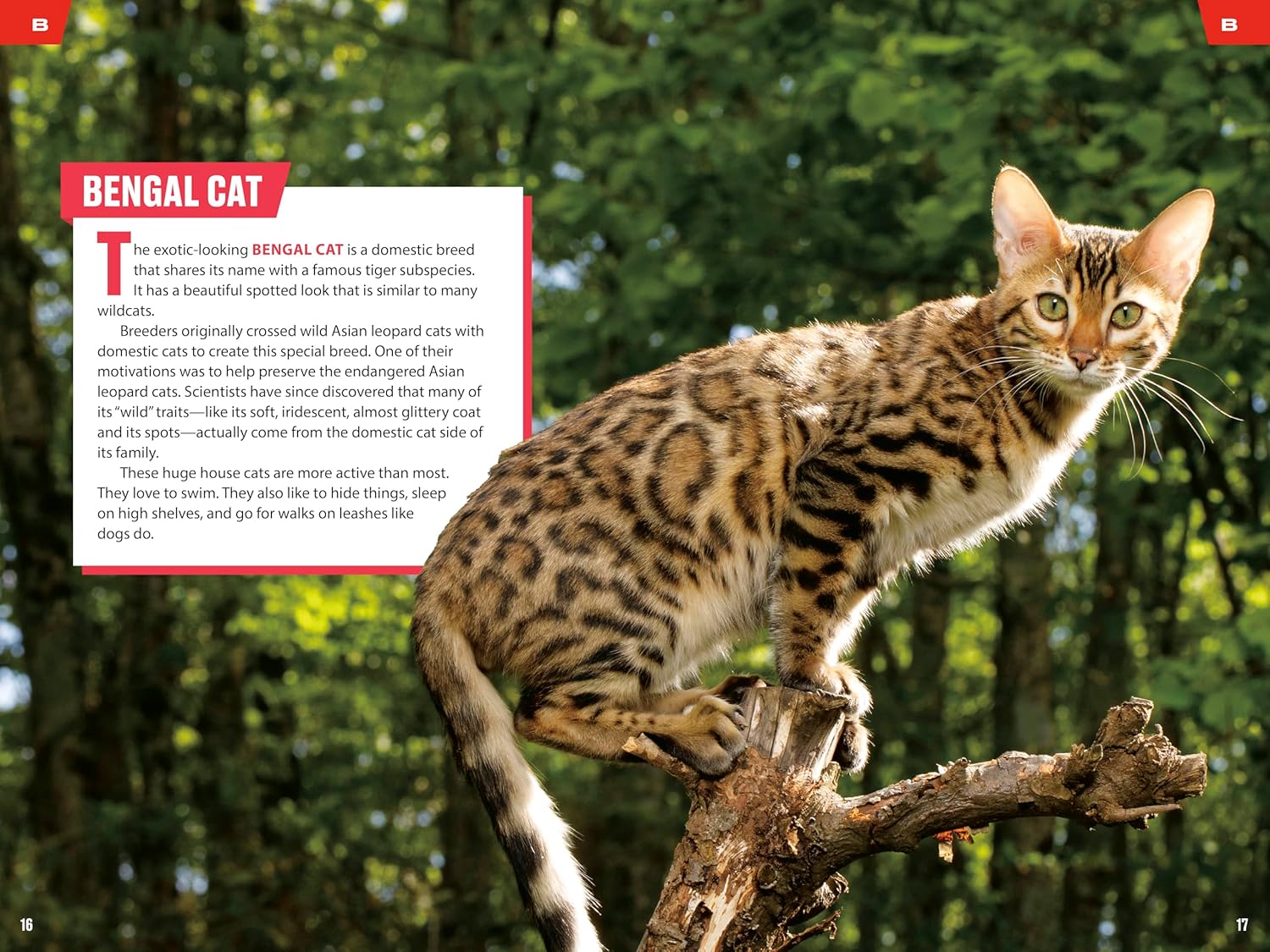 TIME for Kids: Big Cats, Small Cats: 101 Cats You Need to Know!